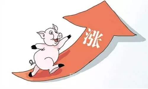 政策“組合拳”有效遏制豬肉漲價 明年10月或迎拐點